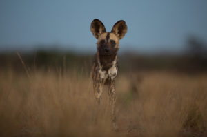 Van Zyl Photography, Photographic Safari Tours within South Africa - Wild Dog Photo