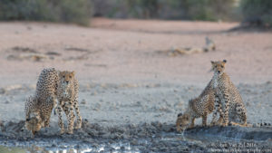 Van Zyl Photography - Big Cats Portfolio Photo Gallery Category - Cheetah Stalking