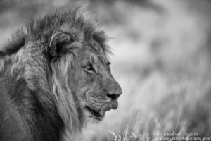 Van Zyl Photography - Big Cats Portfolio Photo Gallery Category - Male Lion Black & White Profile Photo
