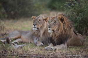 Van Zyl Photography - Big Cats Portfolio Photo Gallery Category - Lion & Lioness