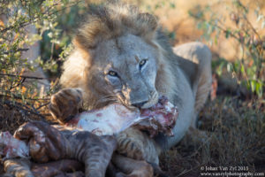 Van Zyl Photography - Big Cats Portfolio Photo Gallery Category - Male Lion Eating