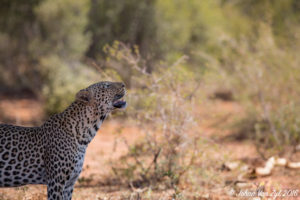 Van Zyl Photography - Big Cats Portfolio Photo Gallery Category - Leopard