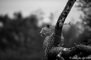 Van Zyl Photography - Big Cats Portfolio Photo Gallery Category - Leopard on branch