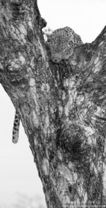 Van Zyl Photography - Big Cats Portfolio Photo Gallery Category - Leopard in tree Black and white