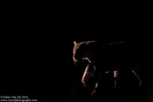Van Zyl Photography - Big Cats Portfolio Photo Gallery Category - Leapard at night time silhouette