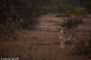 Van Zyl Photography - Big Cats Portfolio Photo Gallery Category - Lioness