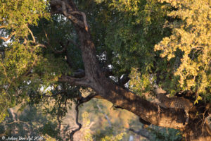 Van Zyl Photography - Big Cats Portfolio Photo Gallery Category - Leopard in tree